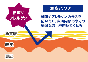 細菌やアレルゲンの侵入を防いだり、皮膚内部の水分の過剰な流出を防いでくれる